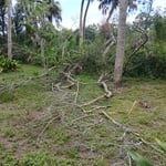 Tree removal