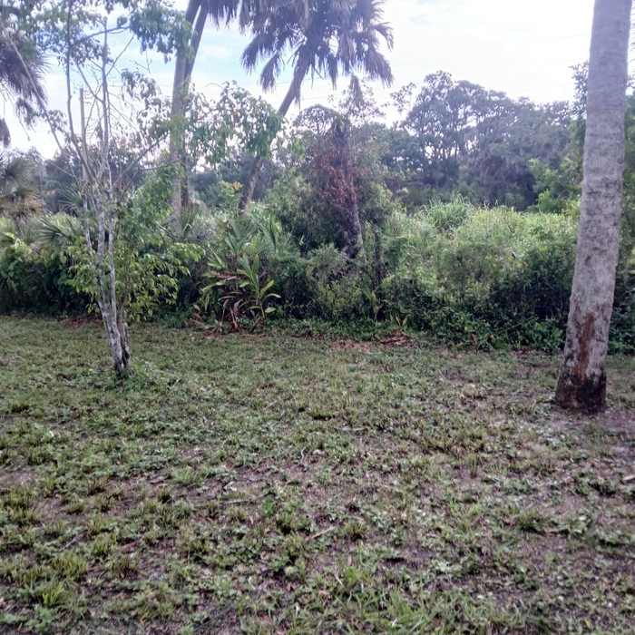 Tree removal