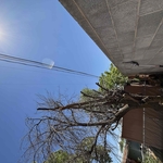 Tree trimming