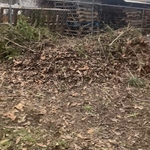 Bush removal