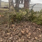 Bush removal
