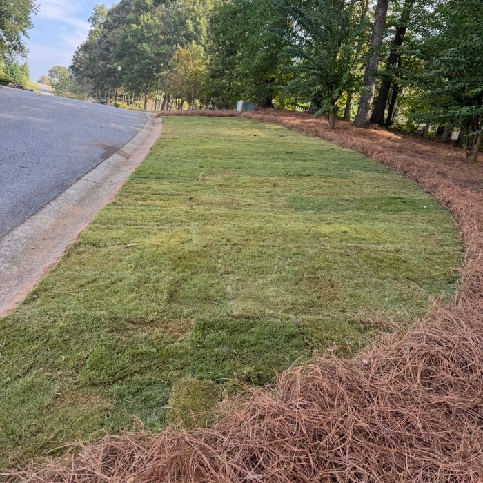 Sod Installation