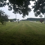 Grass