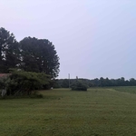 Grass
