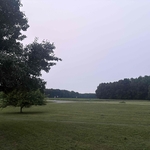 Grass