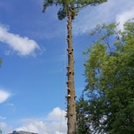 White pine removal