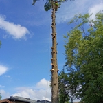 White pine removal