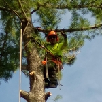 White pine removal