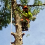 White pine removal