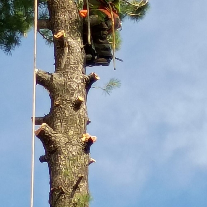 White pine removal