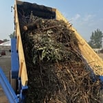 Yard Cleanup