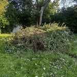 Yard Cleanup