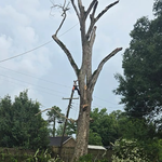 Dead oak Removal