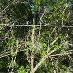 Dead oak Removal