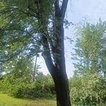 Annville ky Tree removal