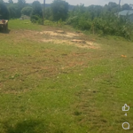 Annville ky Tree removal