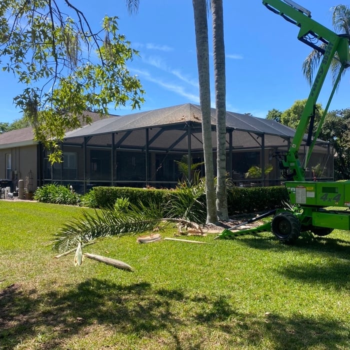 Palm tree trimming