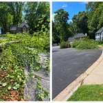 Tree removal