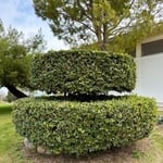 Shrub Trimming