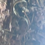 Dryer vent cleaning