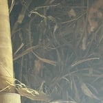 Dryer vent cleaning