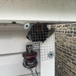 Squirrel family removal