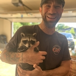 Racoon rehabilitation