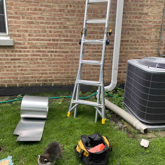 Racoon rehabilitation