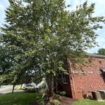 Tree removal