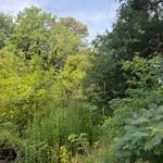 Brush clearing
