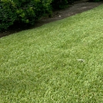 Lawn mow