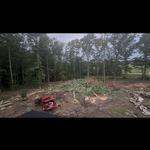 Tree removal