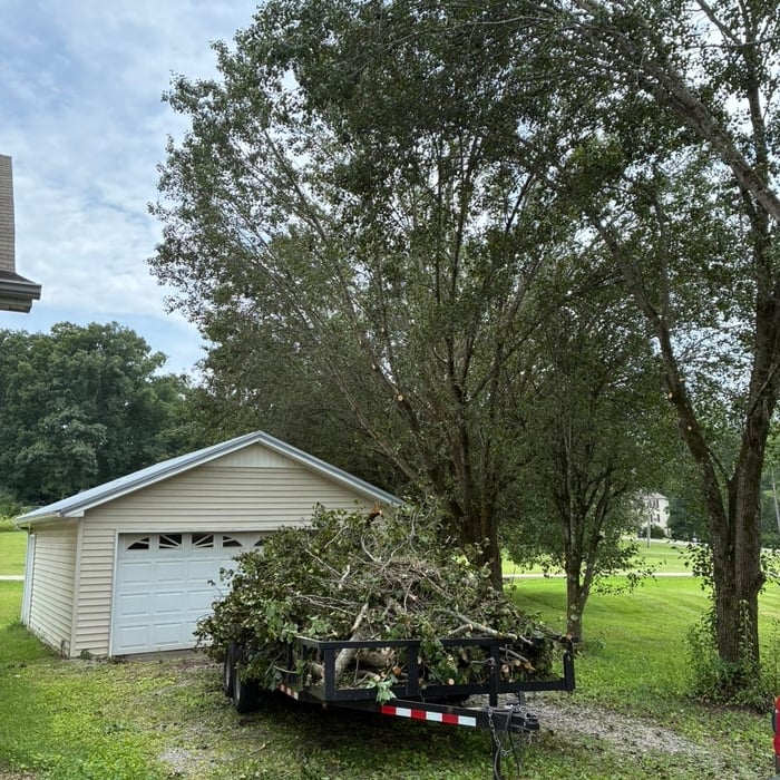 Tree trimming