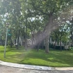 Mikes 26 Walnut Trees