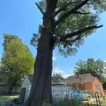 We removed this tree.