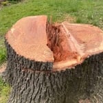 We removed this tree.