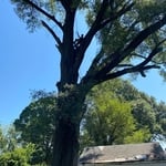 We removed this tree.