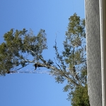 Tree removal