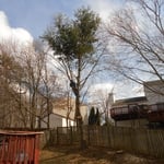 Ross removing a tree!