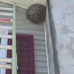 Hornets Nest Removal