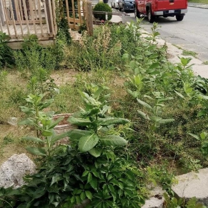 Lawn Care Projects