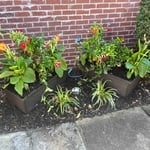 Front yard flower beds