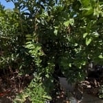 Backyard Clean-out