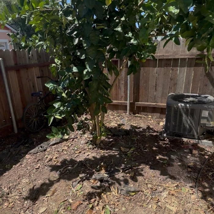 Backyard Clean-out