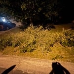 Curbside Tree Trimmings