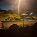 Curbside Tree Trimmings