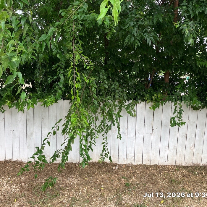Tree Trimming