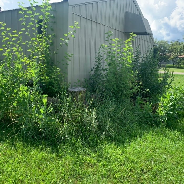 Shrub removal