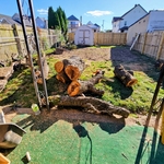 Small Tree removal