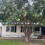 Tree trimming